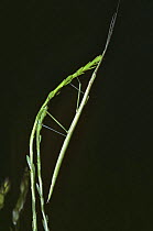 Slender-bodied walkingstick / stick insect (Manomera tenuescens) which has just emerged at dusk to feed, Georgia USA