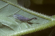 Snakefly female (Agulla sp.) in woodland, Utah USA