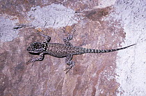 Yarrow's / Mountain spiny lizard {Sceloporus jarrovi} Arizona, USA