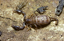 Scorpion {Euscorpius carpathicus} highly pregnant female, Corfu, Greece
