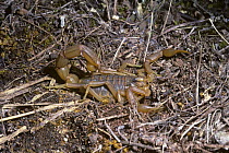 European buthus scorpion {Buthus occitanus} Spain