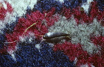 Silverfish {Lepisma saccharina} on a rug, UK