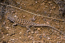 Atacama sand lizard {Liolaemus atacamensis} Atacama Desert, Chile