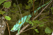 Giant / Parson's chameleon {Chamaeleo parsonii}  male in rainforest, Madagascar