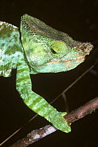 Giant / Parsons chameleon {Chamaeleo parsonii} head and arm profile of male, Madagascar