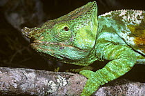 Giant / Parsons chameleon lizard {Chamaeleo parsonii} male head profile, Madagascar