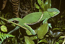 Chameleon lizard (Chamaeleo / Furcifer balteatus) female in tropical rainforest, Madagascar