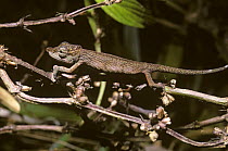 Dwarf chameleon (Chamaeleo / Calumna nasutus) in rainforest, Madagascar