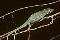 Dwarf / Short-nosed chameleon {Calumma gastrotaenia} profile on branch, Madagascar
