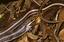 Dromicodryas snake {Dromicodryas bernieri} swallowing a Gecko {Paroedura bastardi} in tropical dry forest, Madagascar
