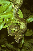 Malagasy Boa snake {Sanzinia madagascariensis} in rainforest, Madagascar