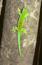 Giant day gecko lizard {Phelsuma madagascariensis grandi} resting on tree trunk in tropical dry forest, Madagascar