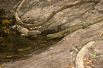 Two Nile monitor lizards {Varanus niloticus} interacting in forest pool, Gambia