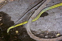 Western green mamba {Dendroaspis viridis} snake drinking from pool in gallery forest, Gambia