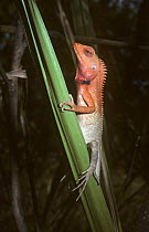 Garden lizard {Calotes versicolor} male in breeding colours, Nepal
