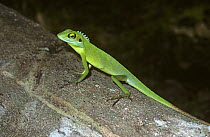 Agamid lizard {Calotes cristatellus} in rainforest, Sumatra