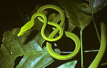 Long-nosed whip / tree snake {Ahaetulla prasina} in tree in rainforest, Sulawesi