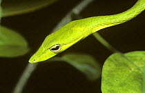 Long nosed whip / tree snake {Ahaetulla prasina} head profile, Sulawesi