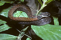 Spotted / Speckled bellied keelback snake {Rhabdophis chrysargus} juvenile on vegetation at night, in rainforest, Thailand