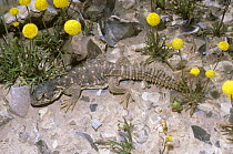 Egyptian spiny lizard {Uromastix aegypticus} baby in desert, Israel