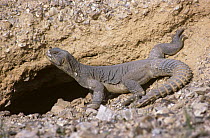 Egyptian spiny lizard {Uromastix aegypticus} basking next to its hole in desert, Israel