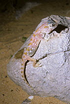 Persian ground gecko lizard {Stenodactylus doriae} on rock at night, Israel
