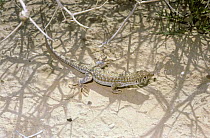 Bosc's fringe-toed lizard (Acanthodactylus boskianus} in desert, Israel