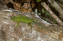 Malachite spiny lizard {Sceloporus malachiticus}  in cloud forest, Costa Rica