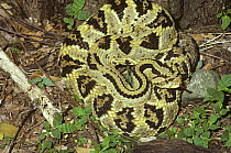 Cascabel / Tropical rattlesnake {Crotalus durissus} at night in tropical dry forest, Costa Rica