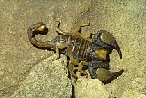 African yellow leg / burrowing scorpion (Opisthophthalmus carinatus) in desert, South Africa