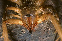African camel / wind spider, female (Solpuga sp.) in savannah, South Africa