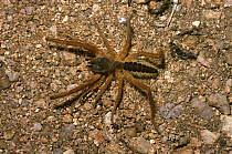 African camel / wind spider, female (Solpuga sp.) South Africa