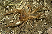 African camel / wind spider, female (Solpuga sp.) in savannah, South Africa