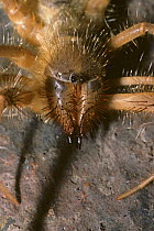 African camel / wind spider, female (Solpuga sp.) close up of head, South Africa