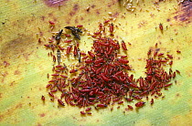 A cluster of Thrips {Thysanoptera} red nymphs with some black adults on garden plant, Thailand