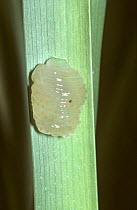 Jelly-like mass of caddis-fly eggs {Limnephilus sp.} laid on a leaf, UK