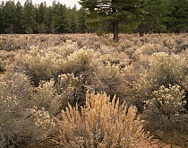 Sagebrush (Artemisia tridentata) and Rubber Rabbitbrush (Crysothamnus nauseosus) amongst Ponderosa Pines (Pinus ponderosa), Shivwits Plateau, Grand Canyon NP, Arizona, USA