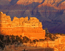 North Rim of Cape Royal at sunset, Grand Canyon NP, Arizona, USA