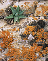 Orange Lichen and Agave (Agave utahensis) on trailside rim rock, South Bass Trail, Grand Canyon NP, Arizona, USA