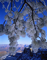Snow covered Ponderosa Pine (Pinus ponderosa) branches with North Rim in the Background, Grand Canyon NP, Arizona, USA