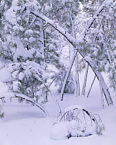 Snow covered Ponderosa Pines (Pinus ponderosa) bowed over after a blizzard, Grand Canyon NP, Arizona, USA