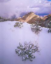 Snow covered Pinyon Pine (Pinus edulus) saplings buried in new snow with snow storm and canyon in the background, Grand Canyon NP, Arizona, USA