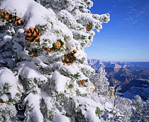 Snow covered Pinyon Pines (Pinus edulus) with pine cones, overlooking the West Rim, Grandview Point, Grand Canyon NP, Arizona, USA