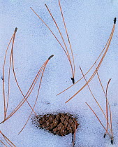 Ponderosa Pine (Pinus ponderosa) pine cone and needles in the snow, South Rim, Grand Canyon NP, Arizona, USA
