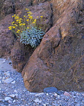 Brittlebush growing from granite rocks in Diamond Creek, West-Hualapai Indian Reserve, Grand Canyon, Arizona, USA