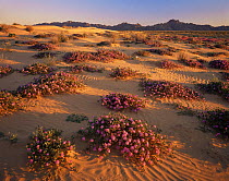 Sand Verbena (Abronia villosa) and Birdcage Evening Primrose (Oenothera deltoides) flowering amongst dune patterns on Pinta Sands, Sierra Pinta Mtns, Cabeza Prieta NW Refuge, Arizona, USA