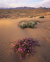 Sand Verbena (Abronia villosa) and Spectacle Pod (Dithyrea wislizenii) flowering amongst dune patterns on Pinta Sands, Sierra Pinta Mtns, Cabeza Prieta NW Refuge, Arizona, USA