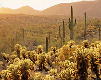Teddy Bear Cholla (Opuntia bigelovii) and Saguaro Cacti (Carnegiea gigantea) lit by the afternoon light in the Sand Tank Mountains, Sonoran Desert National Monument, Arizona, USA