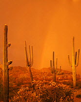 Saguaro Cacti (Carnegiea gigantea) in a summer storm at sunset, with a rainbow in the background, Maricopa Mountains, Sonoran Desert National Monument, Arizona, USA