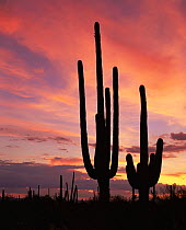 Saguaro Cacti (Carnegiea gigantea) silhouetted at sunset in the Tucson Mountains West unit, Saguaro NP, Arizona, USA